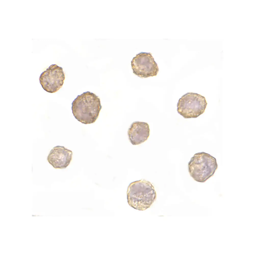 ProSci PM-4821 Bim Antibody [1C2H4] , ProSci, 0.1 mg/Unit Secondary Image