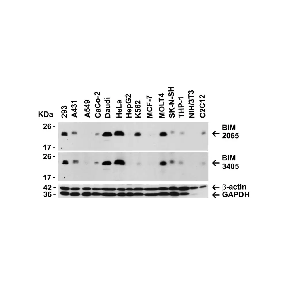 ProSci 2065_S Bim Antibody, ProSci, 0.02 mg/Unit Secondary Image