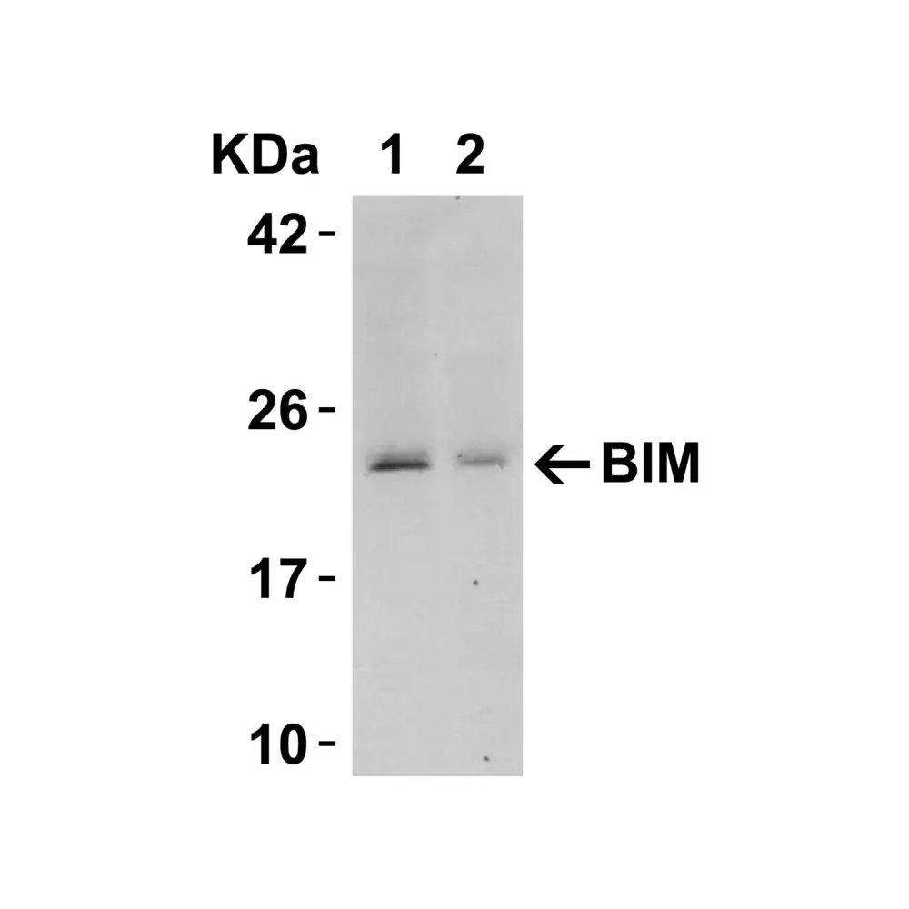ProSci 2065_S Bim Antibody, ProSci, 0.02 mg/Unit Tertiary Image