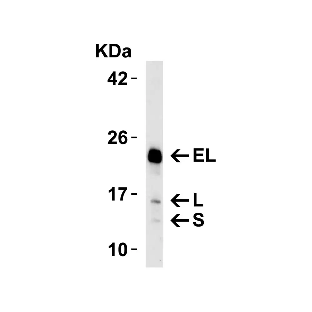 ProSci 2065 Bim Antibody, ProSci, 0.1 mg/Unit Quaternary Image