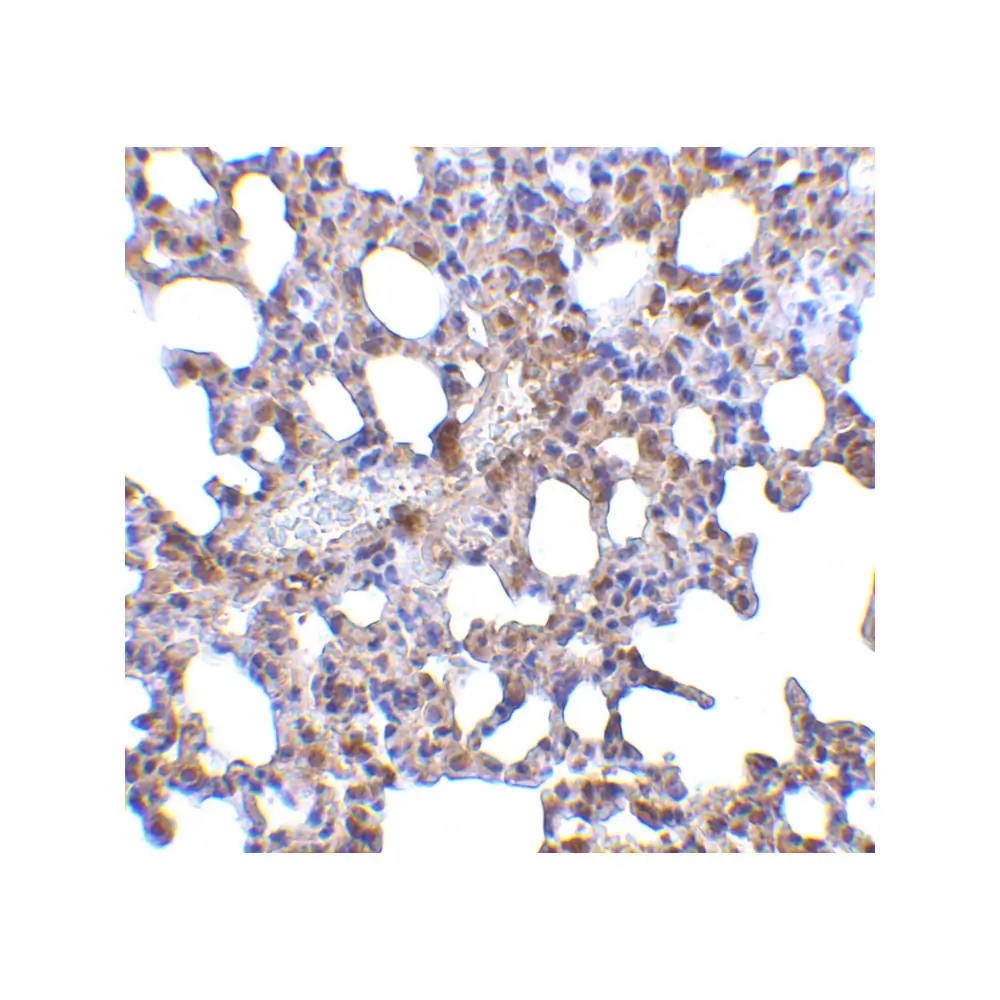 ProSci 3991_S Blimp-1 Antibody, ProSci, 0.02 mg/Unit Secondary Image