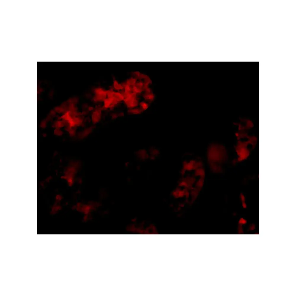 ProSci 3029 Bmf Antibody, ProSci, 0.1 mg/Unit Secondary Image