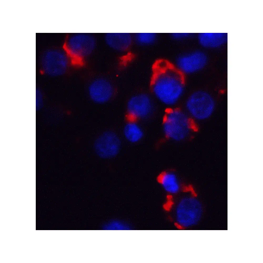 ProSci 3031 Bmf Antibody, ProSci, 0.1 mg/Unit Tertiary Image