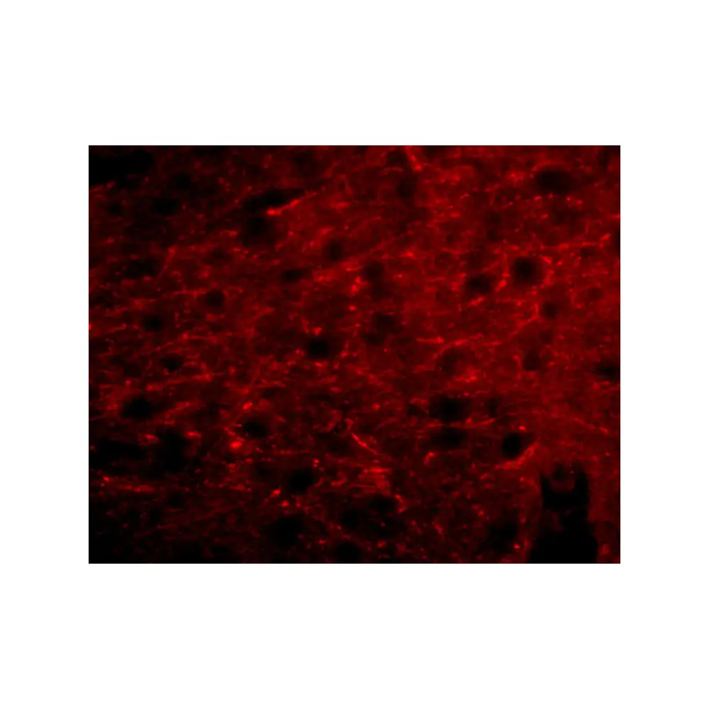 ProSci 5117 Bora Antibody, ProSci, 0.1 mg/Unit Tertiary Image