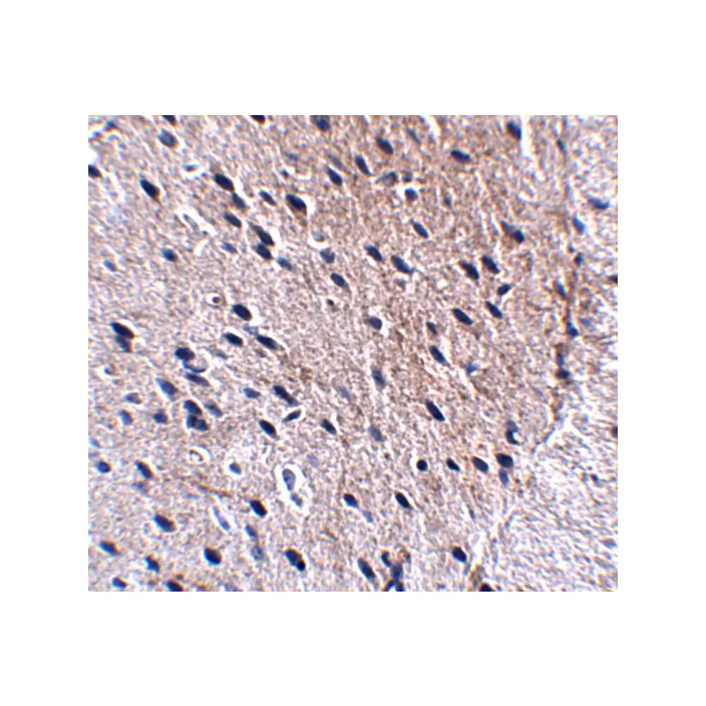 ProSci 5117 Bora Antibody, ProSci, 0.1 mg/Unit Secondary Image
