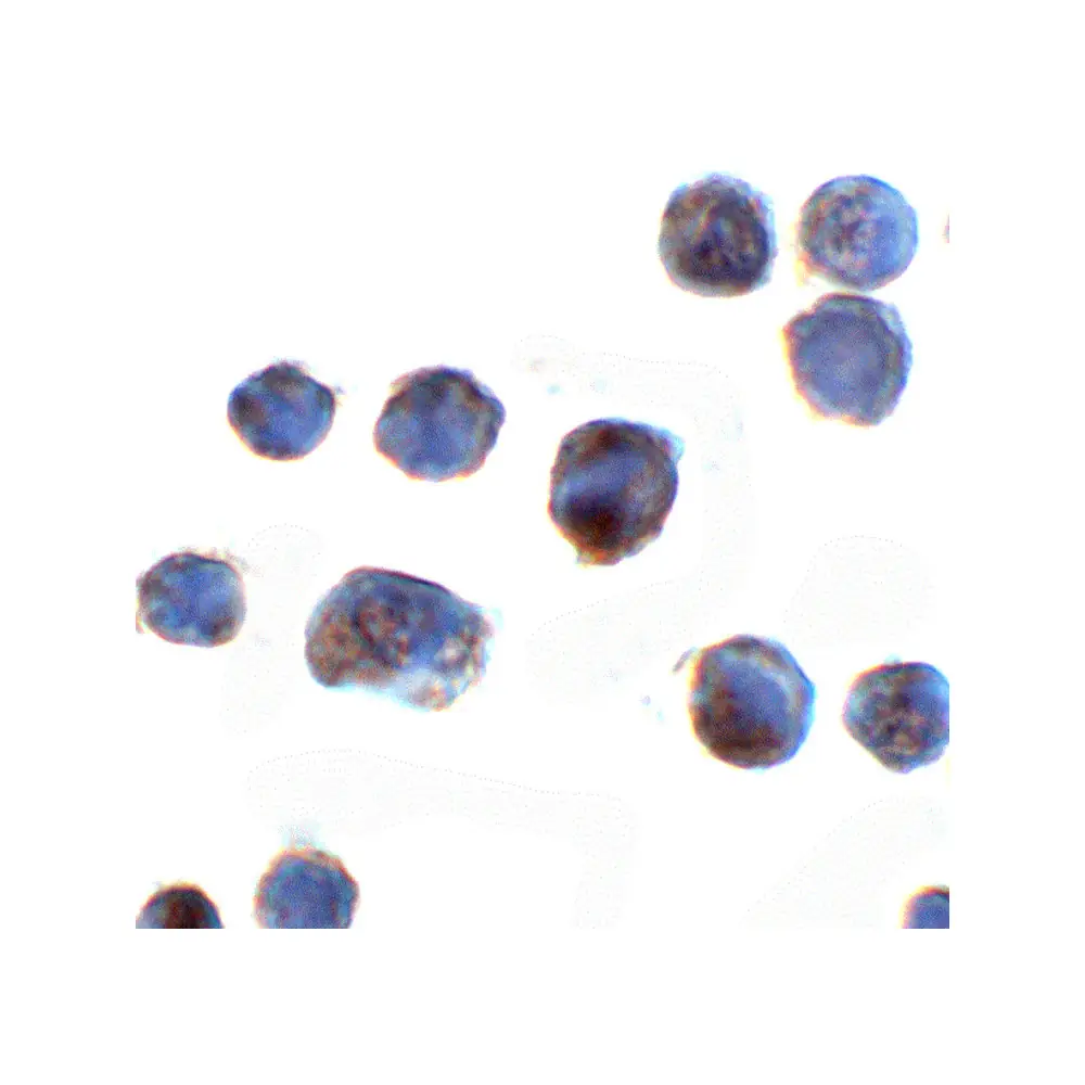 ProSci 8471_S C18orf42 Antibody, ProSci, 0.02 mg/Unit Secondary Image