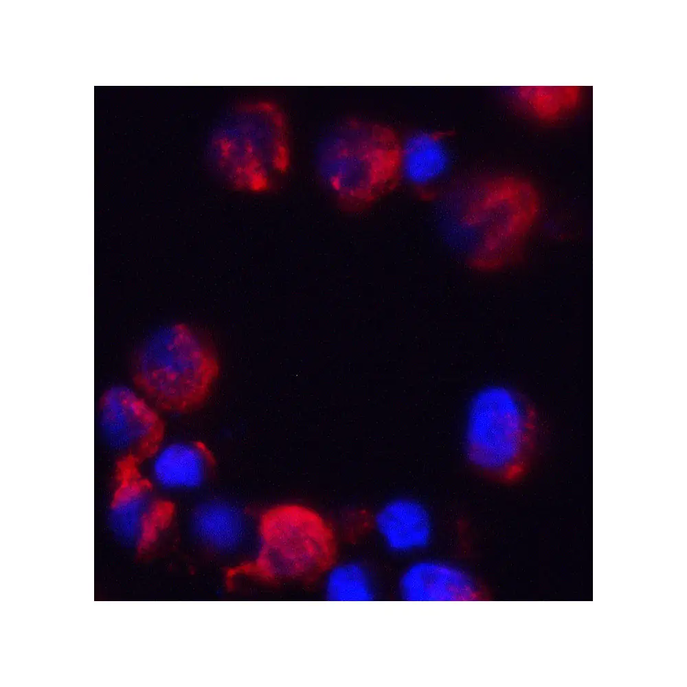 ProSci 8471_S C18orf42 Antibody, ProSci, 0.02 mg/Unit Tertiary Image