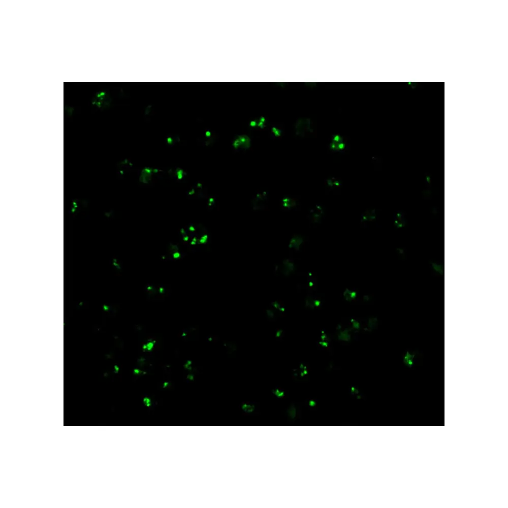 ProSci 3187 CARD8 Antibody, ProSci, 0.1 mg/Unit Tertiary Image