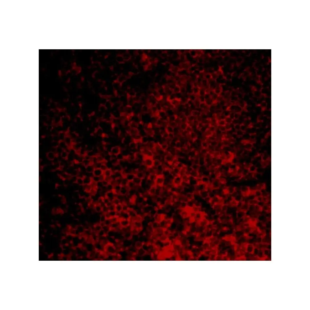 ProSci 3189_S CARMA1 Antibody, ProSci, 0.02 mg/Unit Tertiary Image