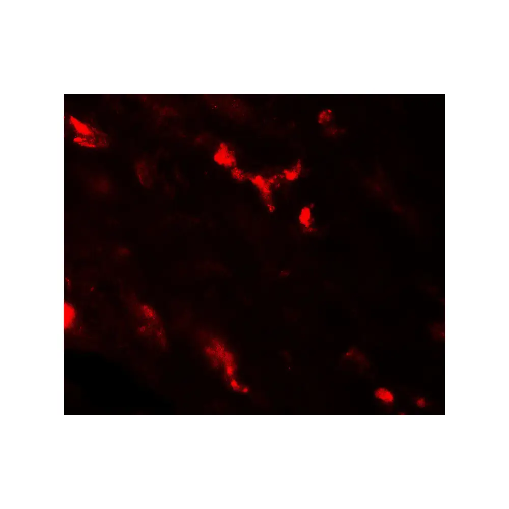 ProSci 7785_S CASR Antibody, ProSci, 0.02 mg/Unit Tertiary Image