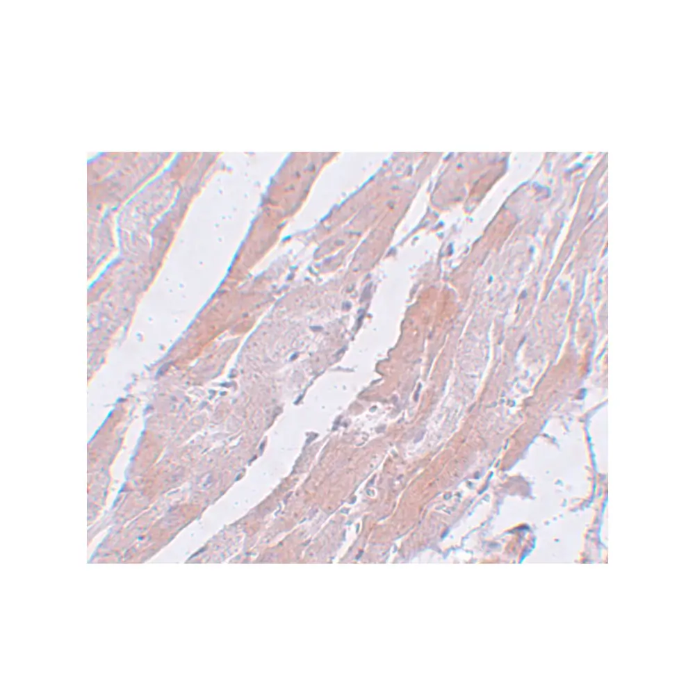 ProSci 5509 CCDC47 Antibody, ProSci, 0.1 mg/Unit Secondary Image