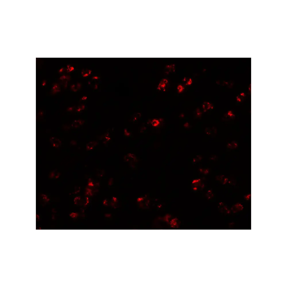 ProSci 7239_S CCL17 Antibody, ProSci, 0.02 mg/Unit Tertiary Image