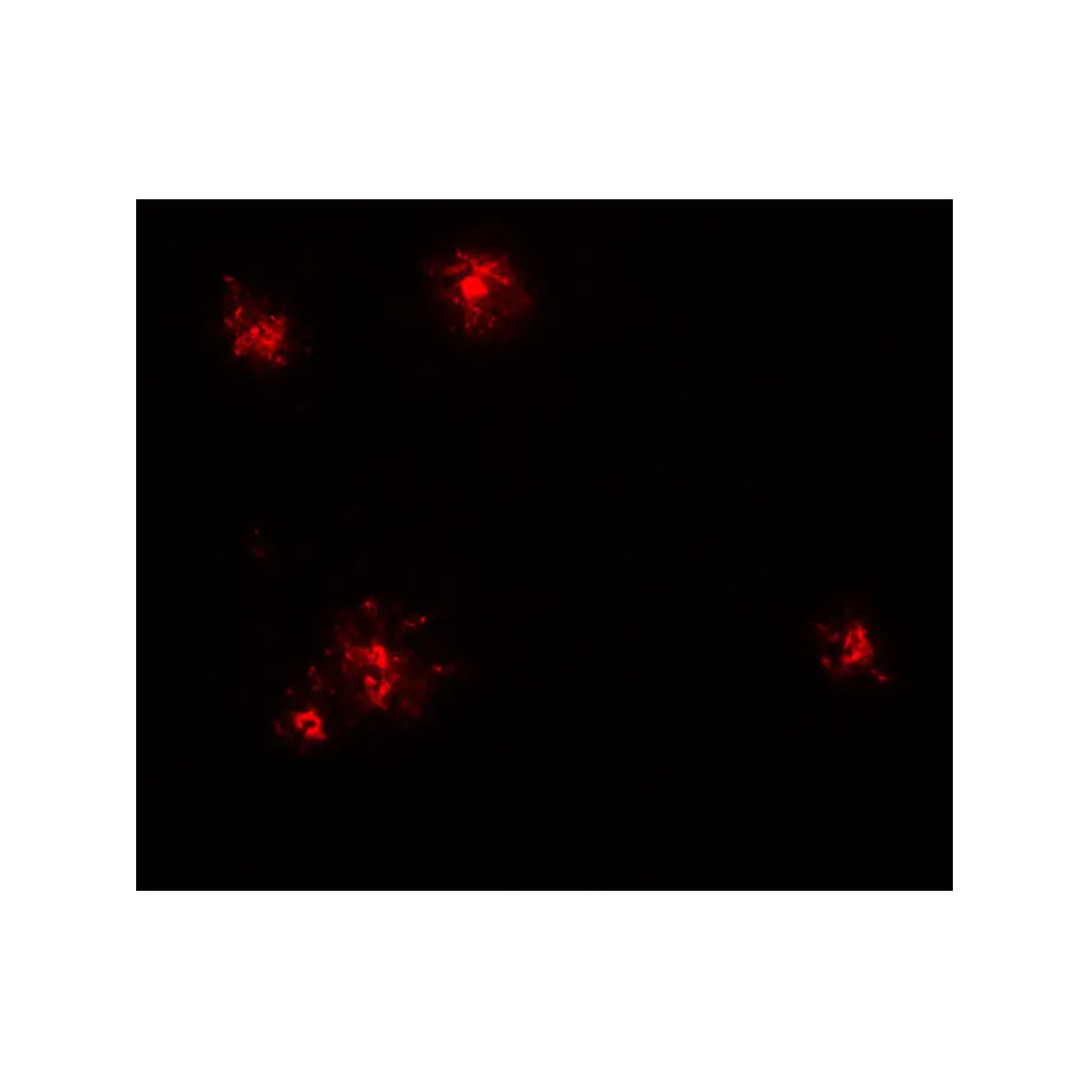 ProSci 7201 CCL2 Antibody, ProSci, 0.1 mg/Unit Tertiary Image