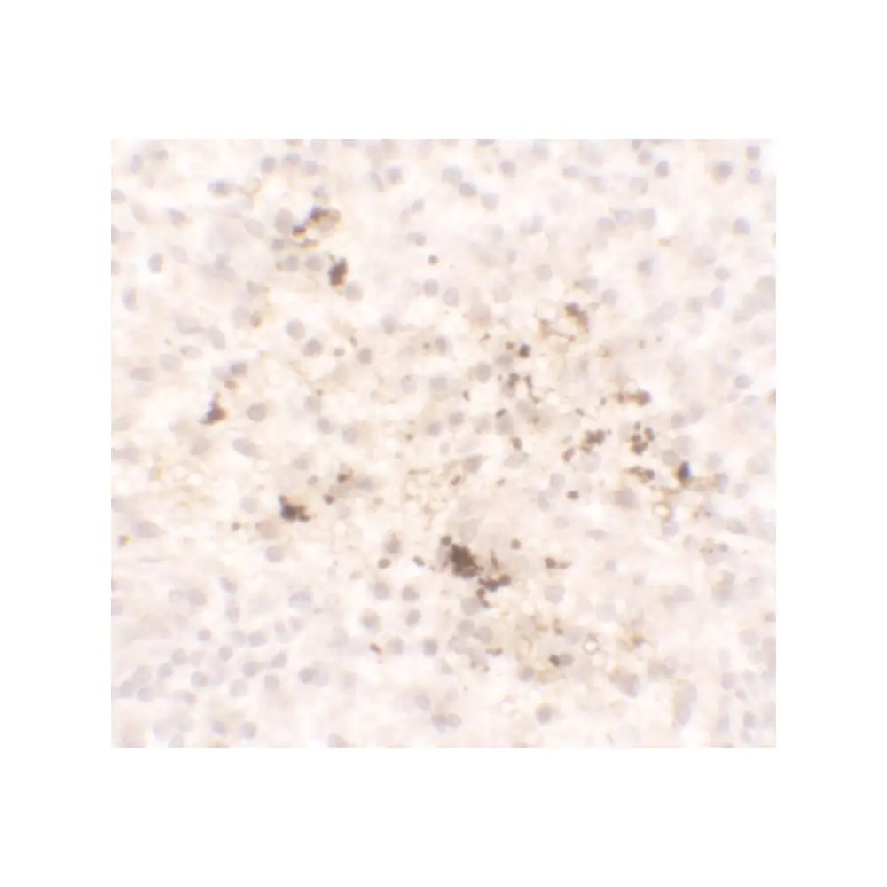 ProSci 7201 CCL2 Antibody, ProSci, 0.1 mg/Unit Secondary Image