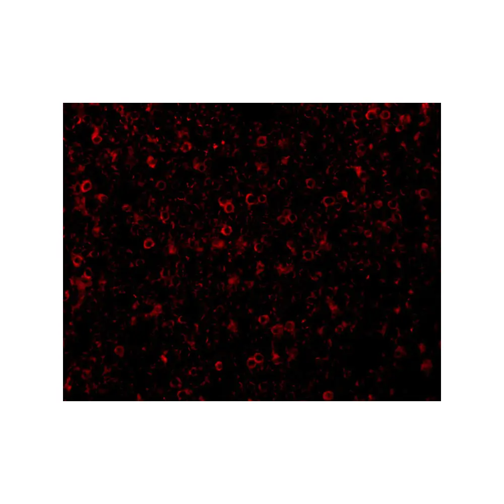 ProSci 1105 CCR3 Antibody, ProSci, 0.1 mg/Unit Tertiary Image