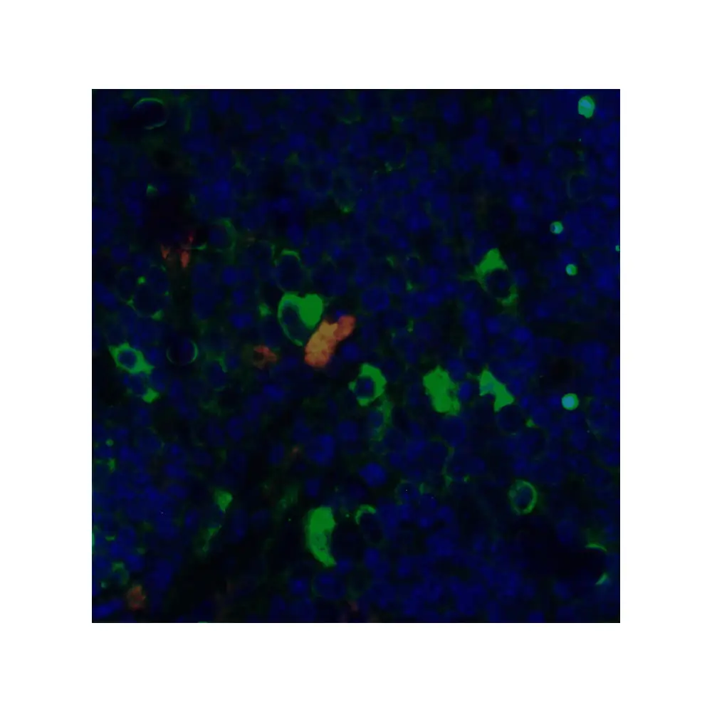 ProSci PM-5203_S CD4 Antibody [8G1B12] , ProSci, 0.02 mg/Unit Quaternary Image