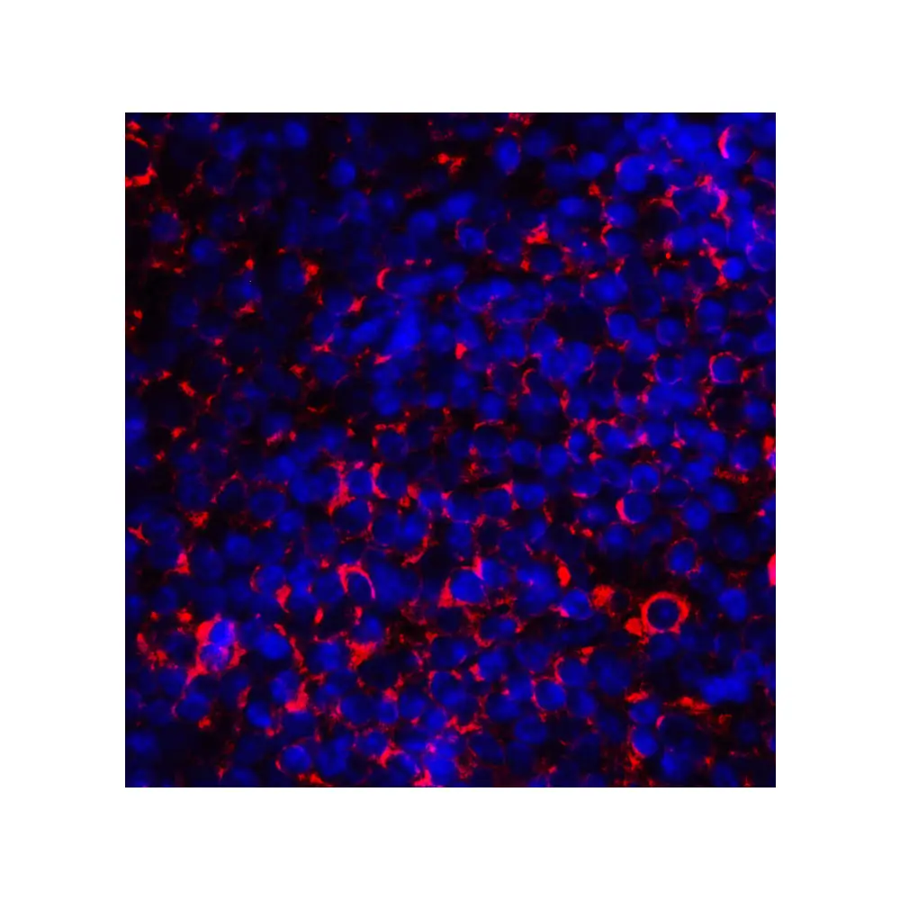 ProSci 8679 CD80 Antibody, ProSci, 0.1 mg/Unit Tertiary Image