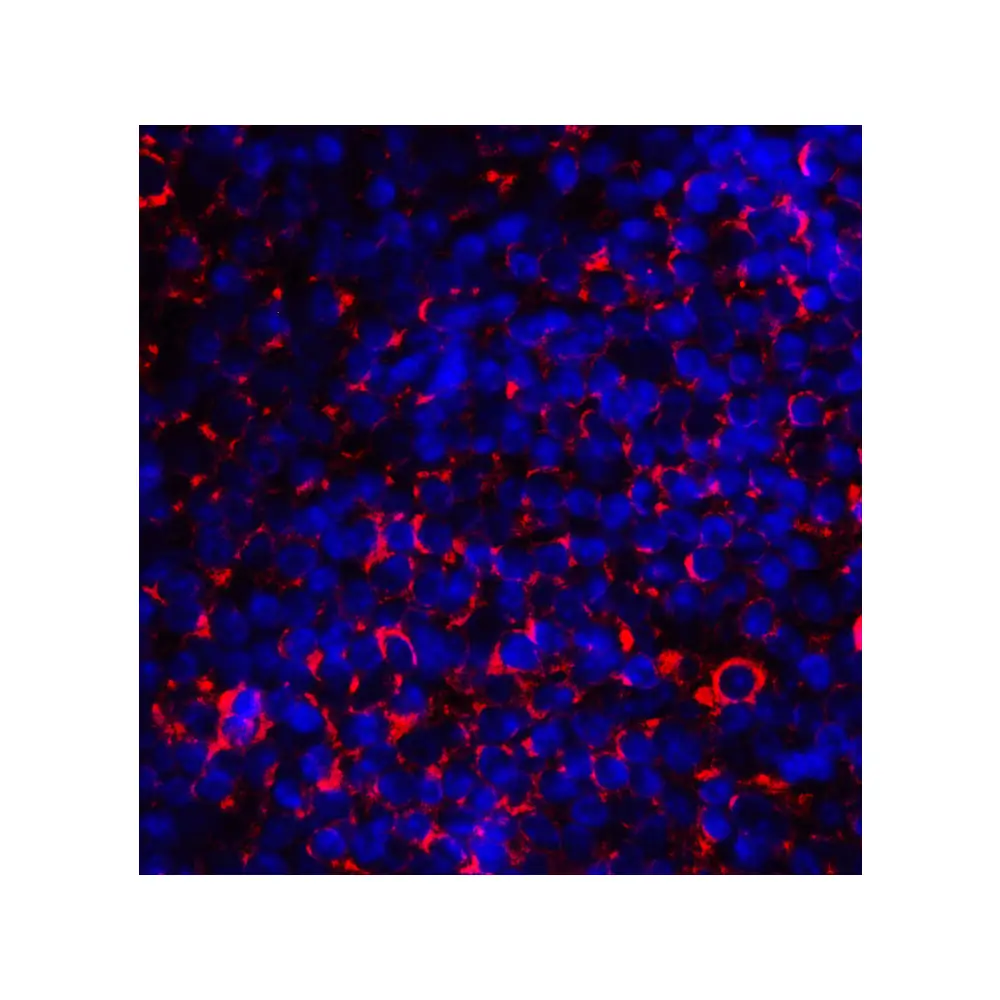 ProSci 8679_S CD80 Antibody, ProSci, 0.02 mg/Unit Tertiary Image