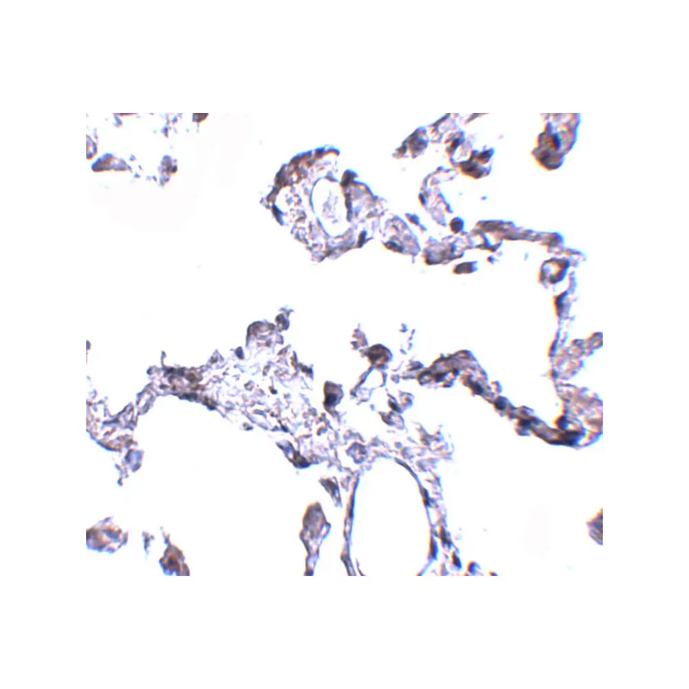 ProSci 5195 CD81 Antibody, ProSci, 0.1 mg/Unit Secondary Image