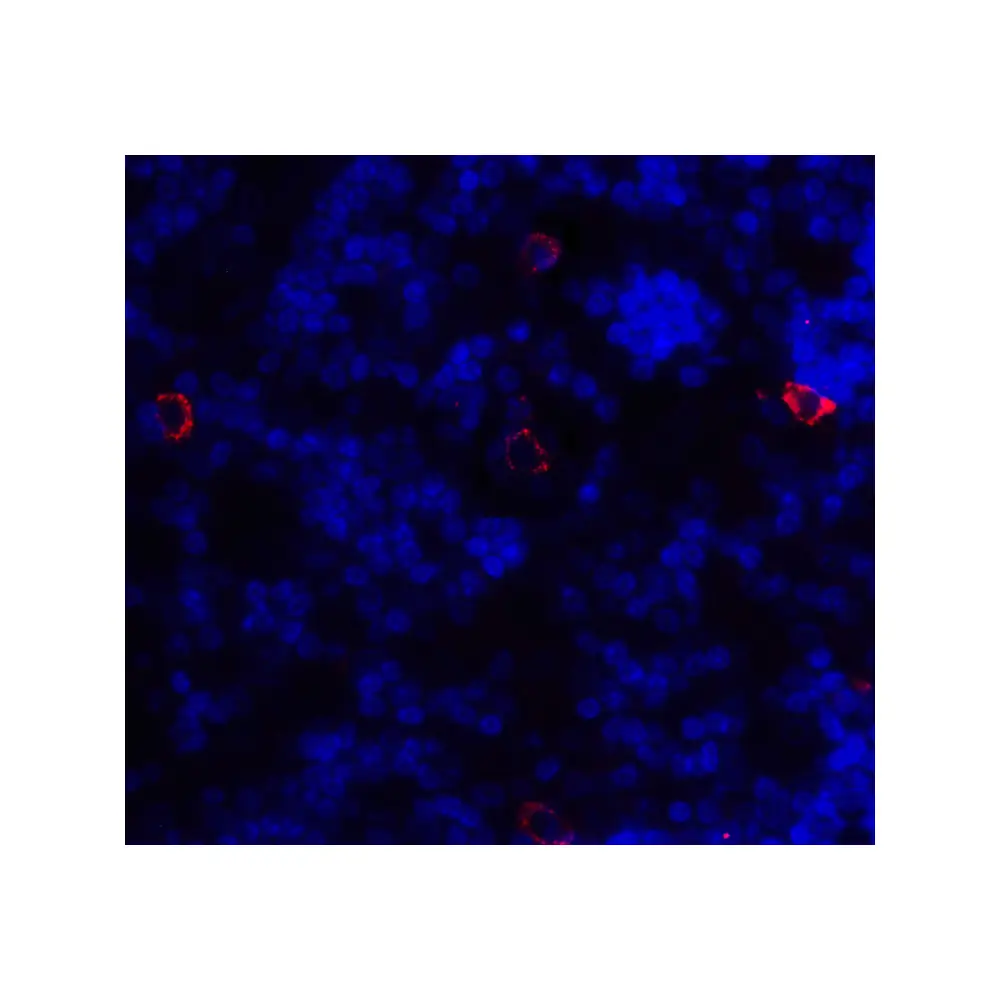 ProSci 8681_S CD86 Antibody, ProSci, 0.02 mg/Unit Tertiary Image