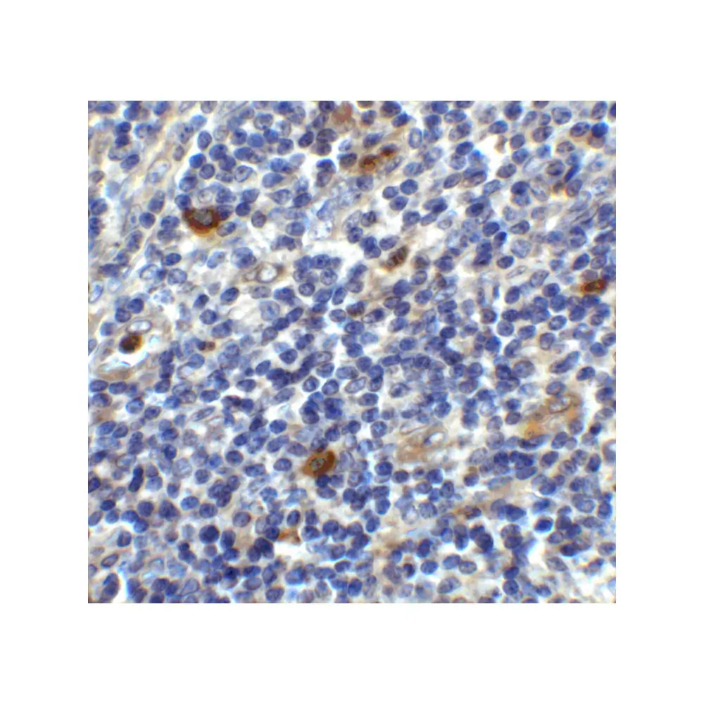 ProSci 8681_S CD86 Antibody, ProSci, 0.02 mg/Unit Secondary Image