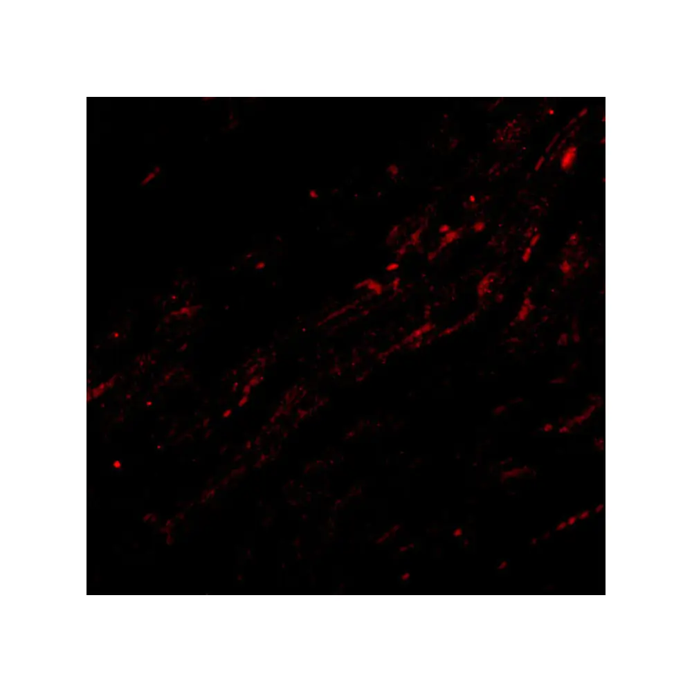 ProSci 2089_S CIDE-A Antibody, ProSci, 0.02 mg/Unit Tertiary Image