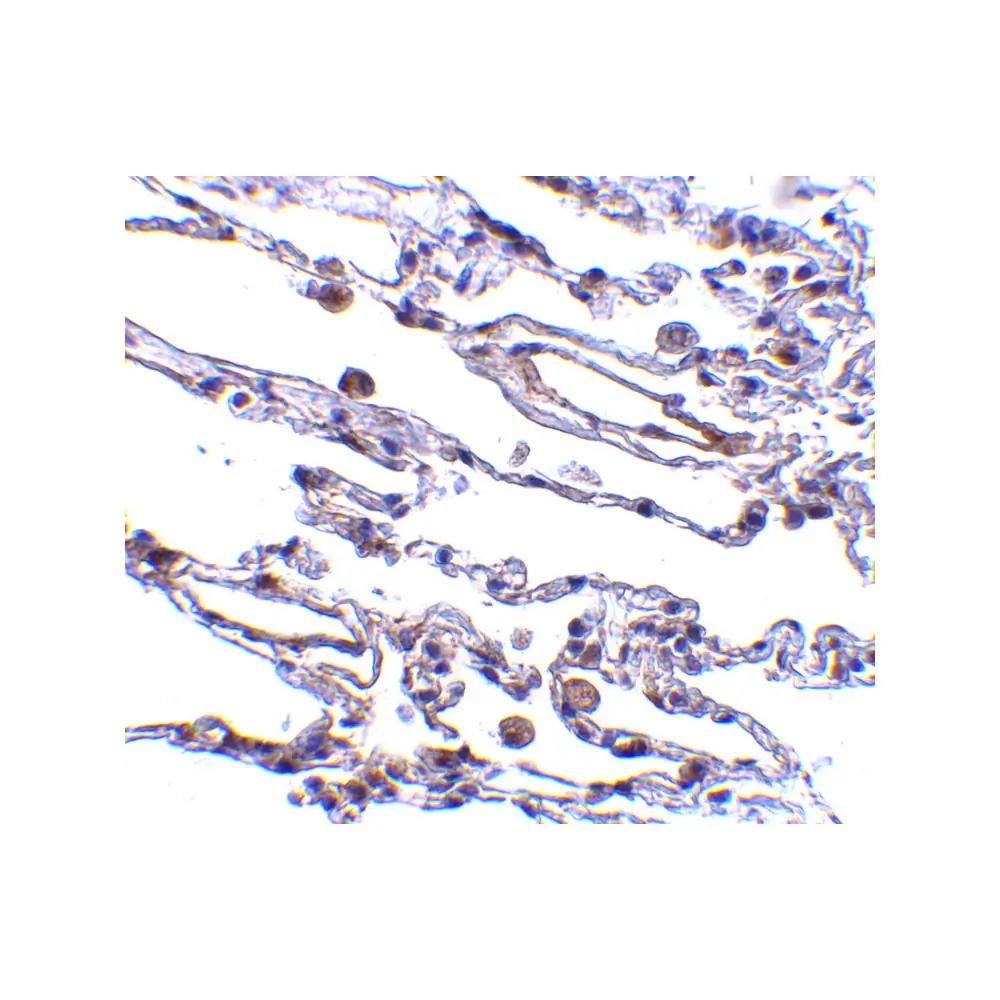 ProSci 2499 CIKS Antibody, ProSci, 0.1 mg/Unit Secondary Image