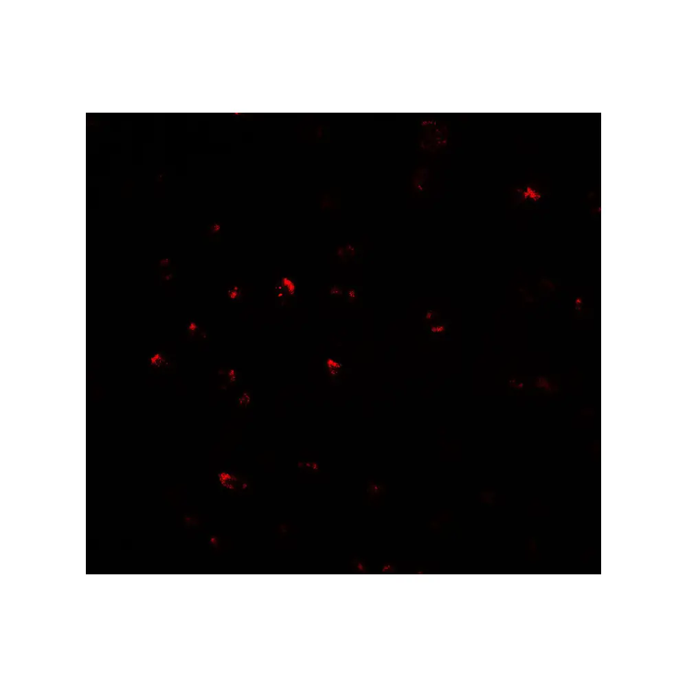 ProSci 7067_S CITED2 Antibody, ProSci, 0.02 mg/Unit Secondary Image