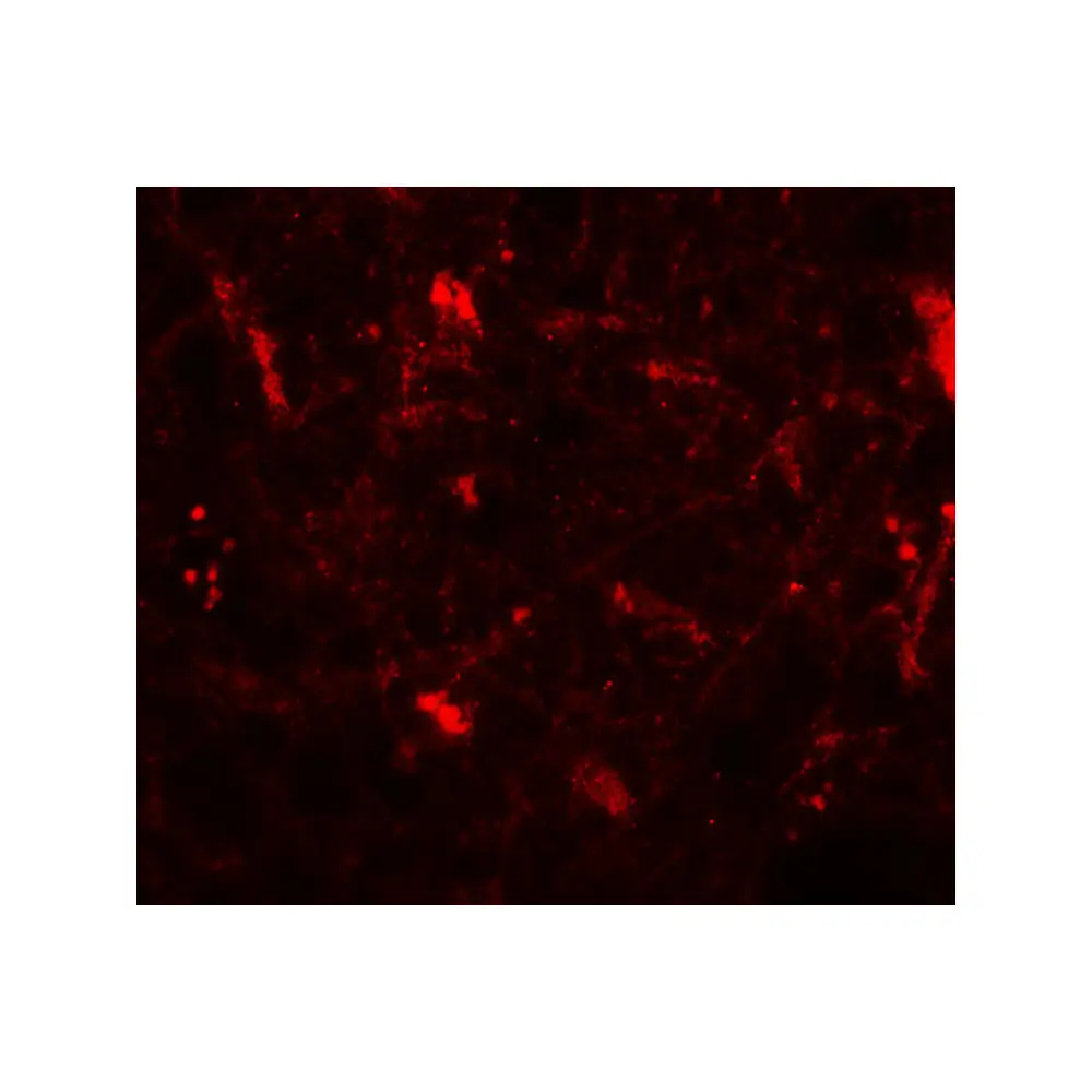 ProSci 7797_S CRH Antibody, ProSci, 0.02 mg/Unit Tertiary Image