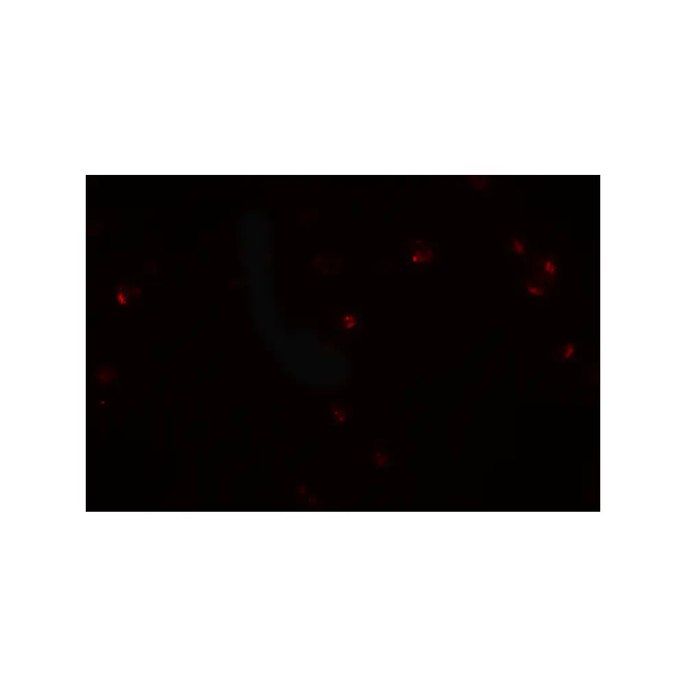 ProSci 6961_S CRIM1 Antibody, ProSci, 0.02 mg/Unit Secondary Image