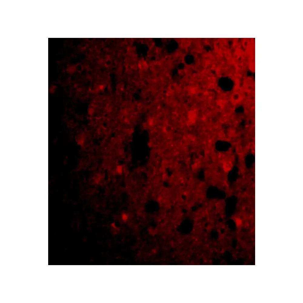 ProSci 3625_S CRMP1 Antibody, ProSci, 0.02 mg/Unit Tertiary Image