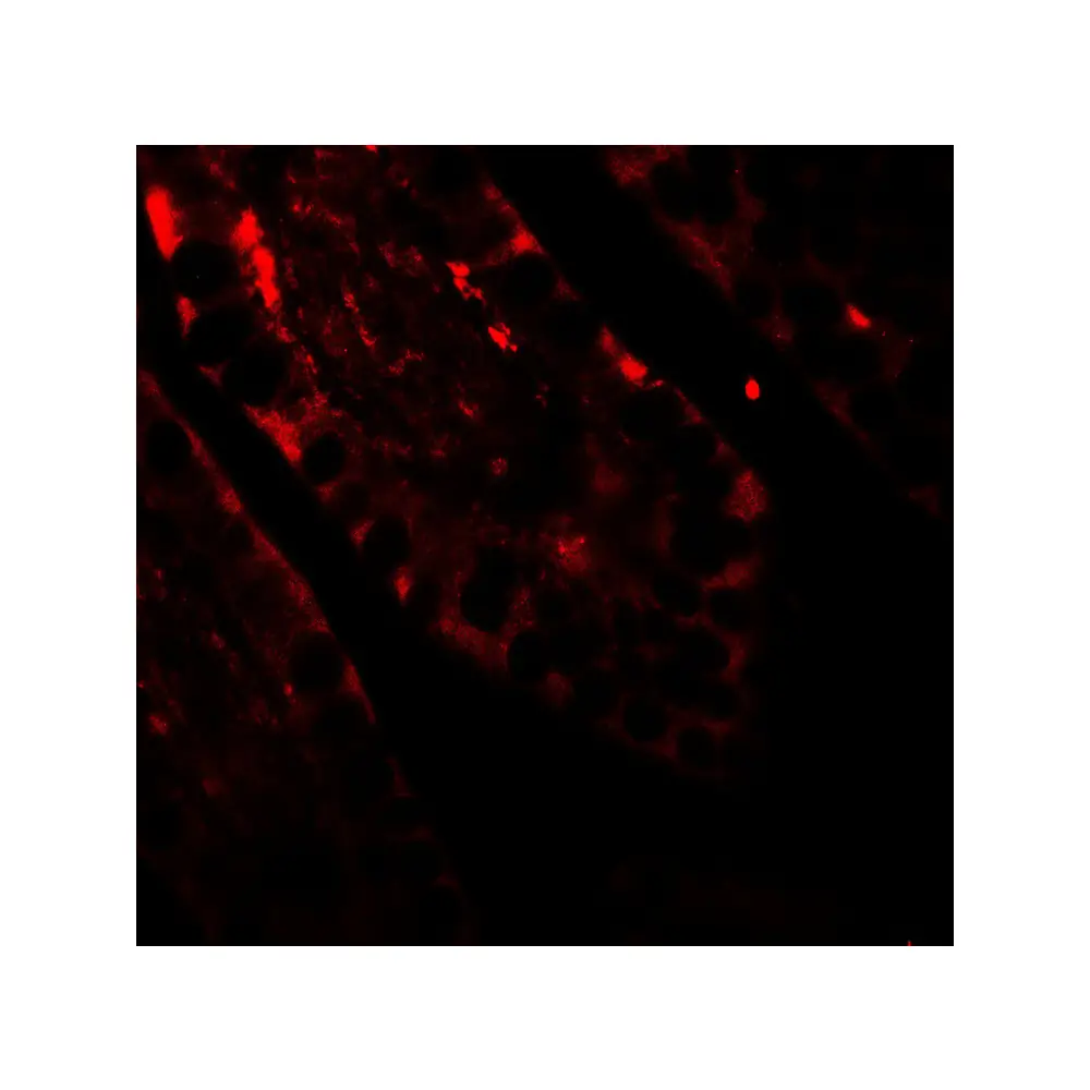 ProSci 7325_S CRTC2 Antibody, ProSci, 0.02 mg/Unit Tertiary Image