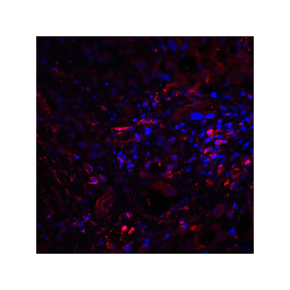 ProSci RF16012 CTLA4 Antibody [2G10], ProSci, 0.1 mg/Unit Quaternary Image