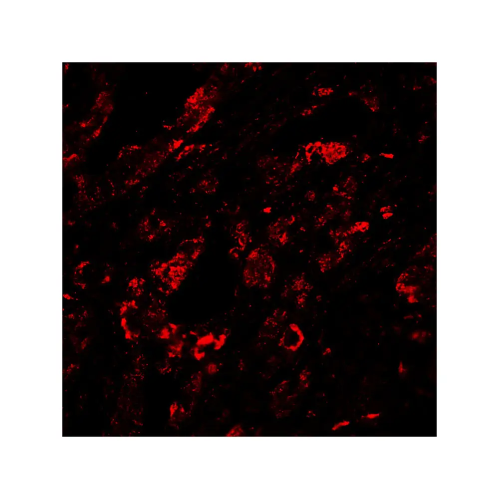 ProSci RF16013_S CTLA4 Antibody [8A1], ProSci, 0.02 mg/Unit Quaternary Image