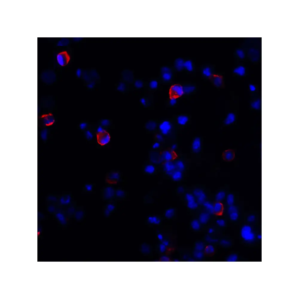 ProSci RF16013_S CTLA4 Antibody [8A1], ProSci, 0.02 mg/Unit Tertiary Image