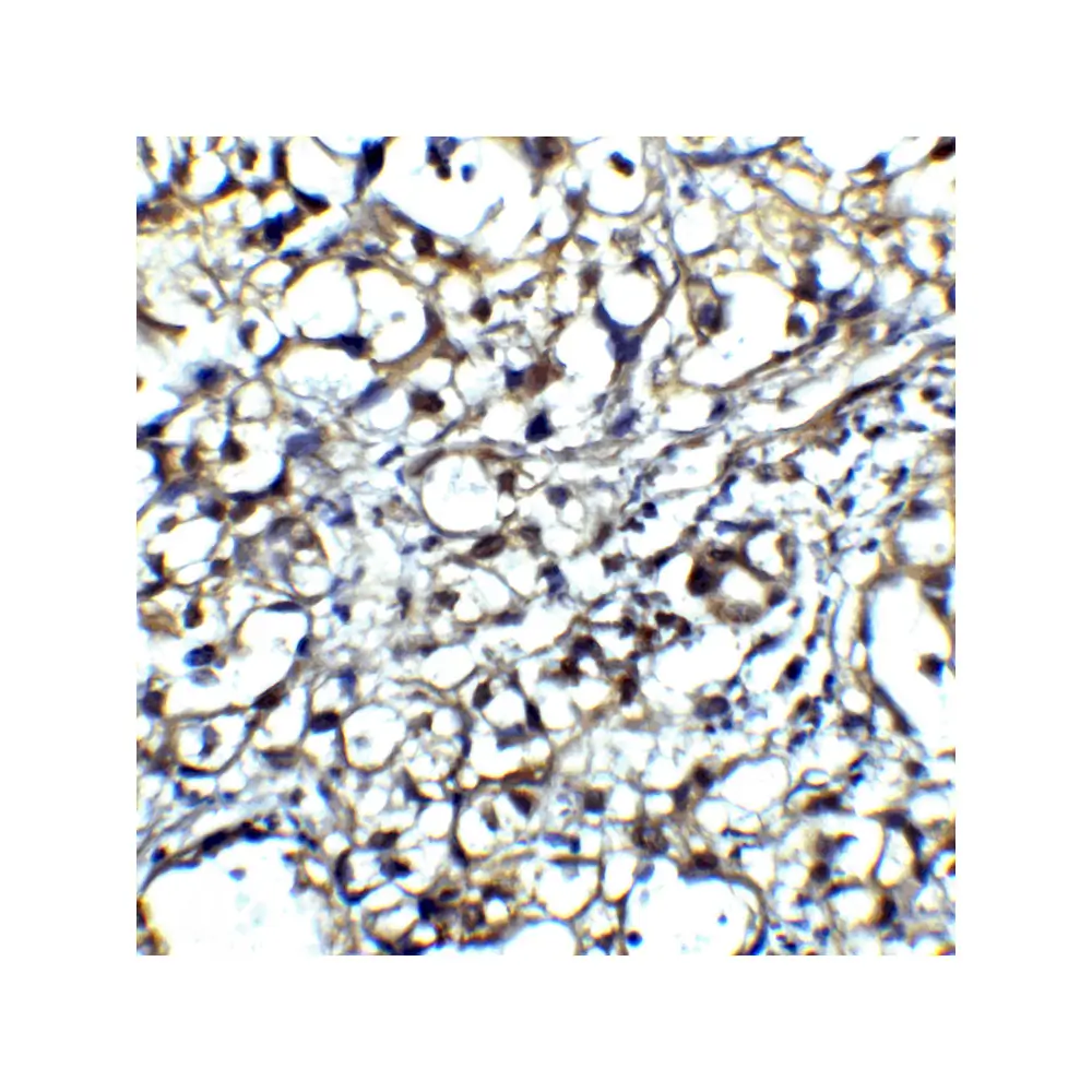 ProSci RF16013_S CTLA4 Antibody [8A1], ProSci, 0.02 mg/Unit Senary Image