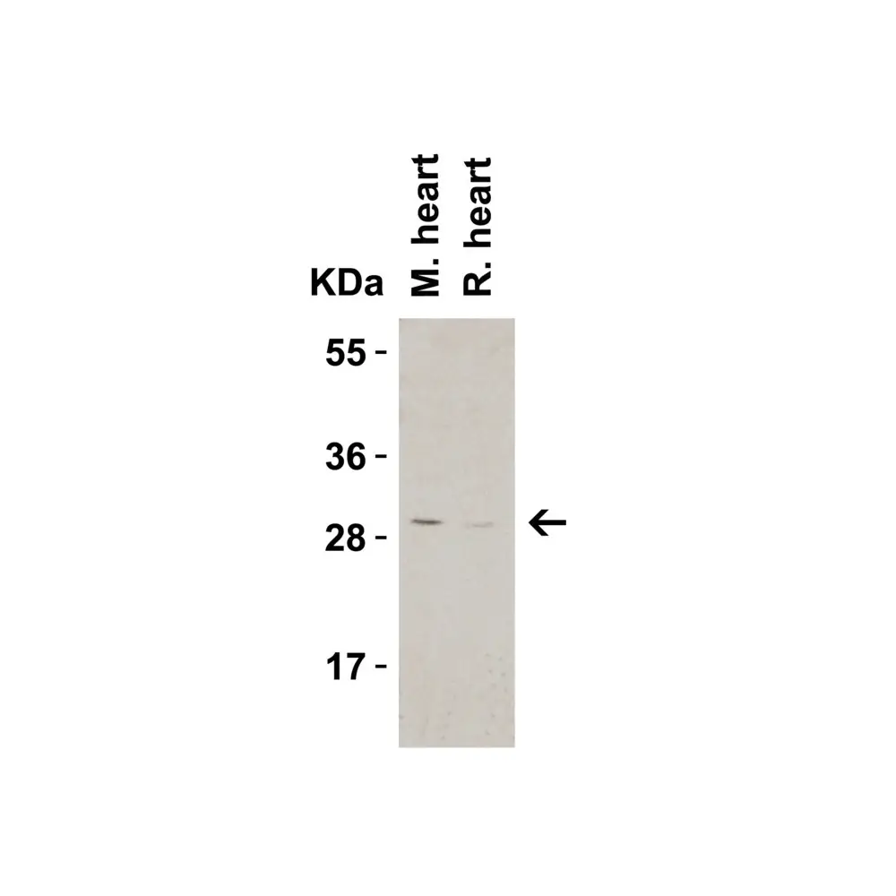 ProSci 3565 CTRP3 Antibody, ProSci, 0.1 mg/Unit Tertiary Image