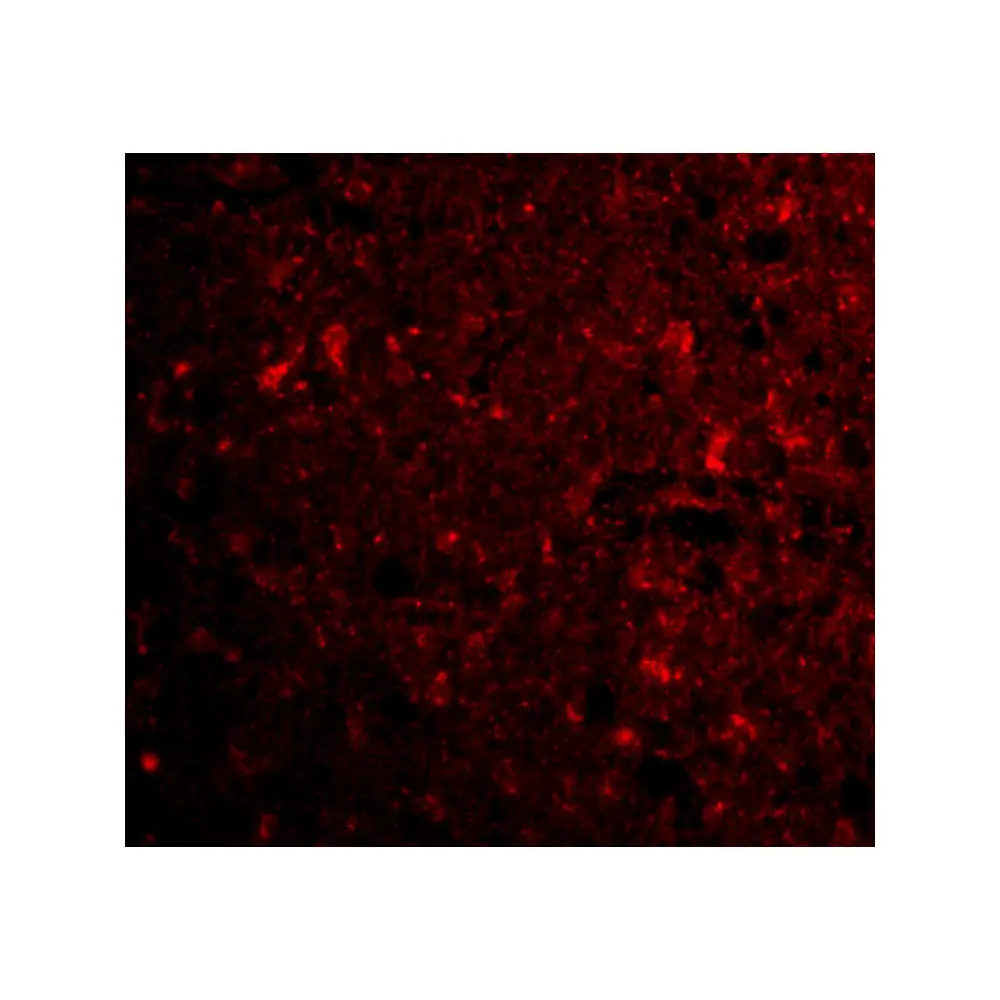 ProSci 3569_S CTRP4 Antibody, ProSci, 0.02 mg/Unit Tertiary Image