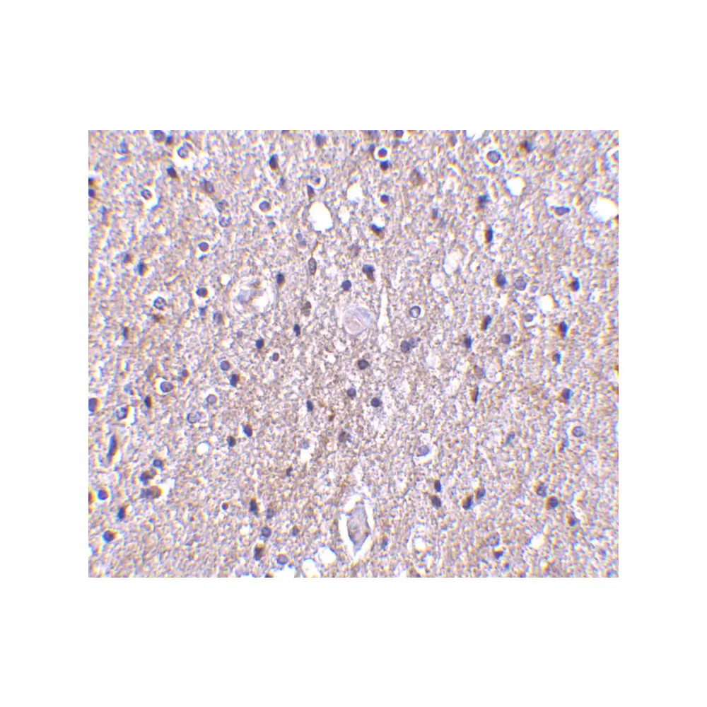 ProSci 3569 CTRP4 Antibody, ProSci, 0.1 mg/Unit Secondary Image