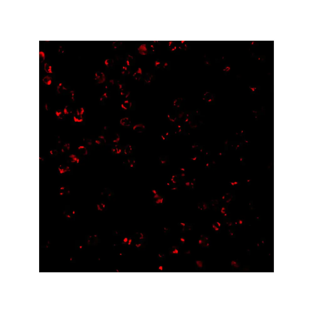 ProSci 3579 CTRP7 Antibody, ProSci, 0.1 mg/Unit Tertiary Image
