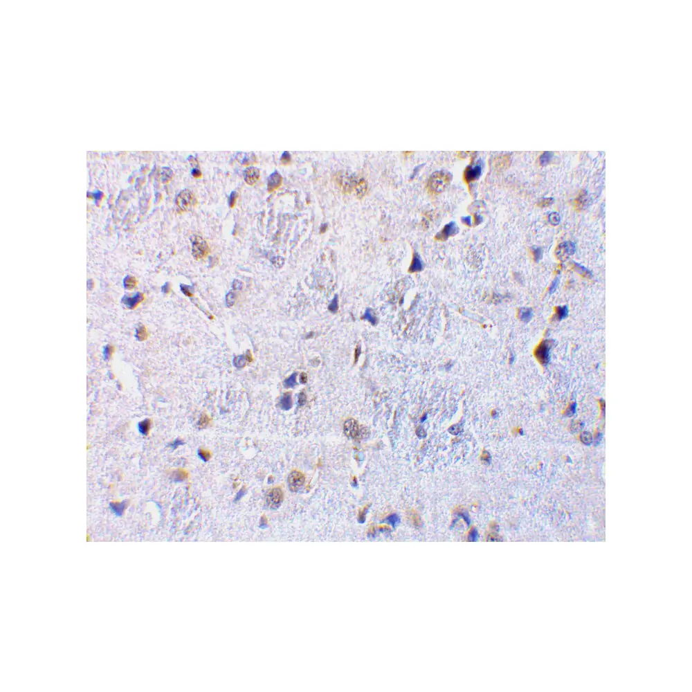 ProSci 3581 CTRP7 Antibody, ProSci, 0.1 mg/Unit Secondary Image