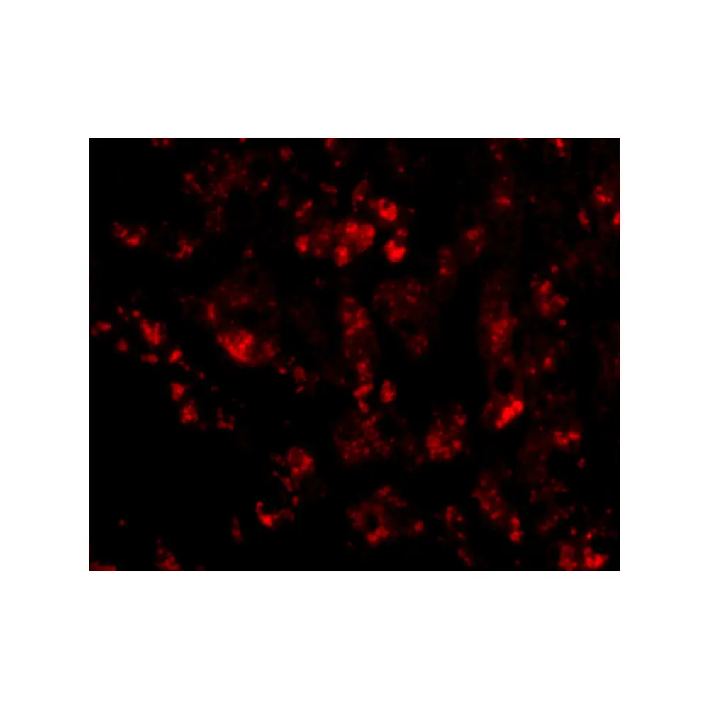 ProSci 4829_S CUEDC1 Antibody, ProSci, 0.02 mg/Unit Tertiary Image