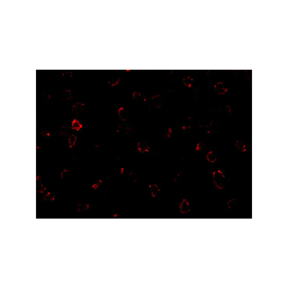 ProSci 2201_S CX3CR1 Antibody, ProSci, 0.02 mg/Unit Tertiary Image