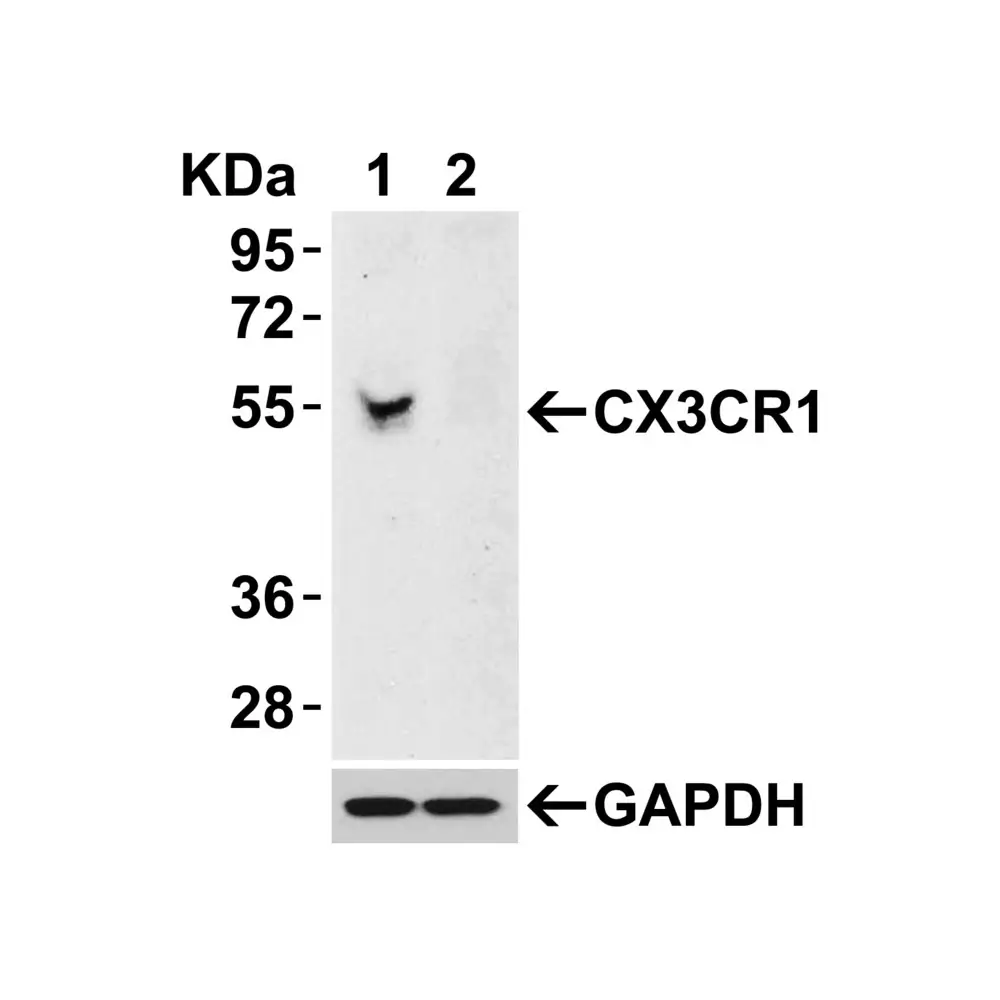 ProSci 2093_S CX3CR1 Antibody, ProSci, 0.02 mg/Unit Secondary Image