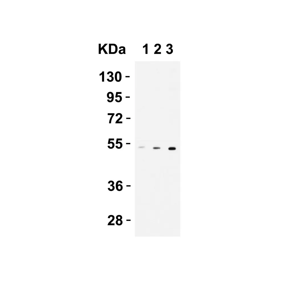 ProSci 2093 CX3CR1 Antibody, ProSci, 0.1 mg/Unit Tertiary Image