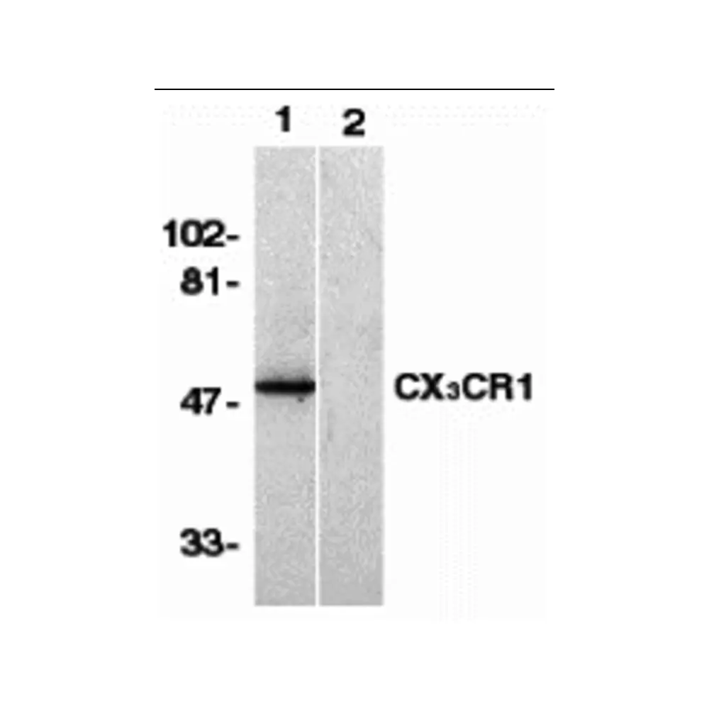 ProSci 2093_S CX3CR1 Antibody, ProSci, 0.02 mg/Unit Quaternary Image