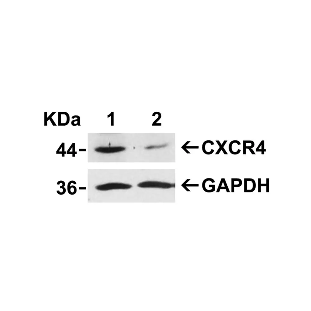 ProSci 1012 CXCR4 Antibody, ProSci, 0.1 mg/Unit Tertiary Image