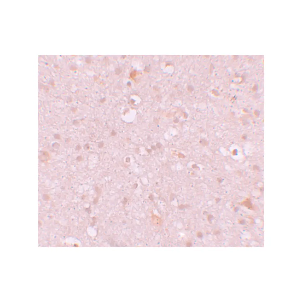 ProSci 6041 CXXC4 Antibody, ProSci, 0.1 mg/Unit Secondary Image
