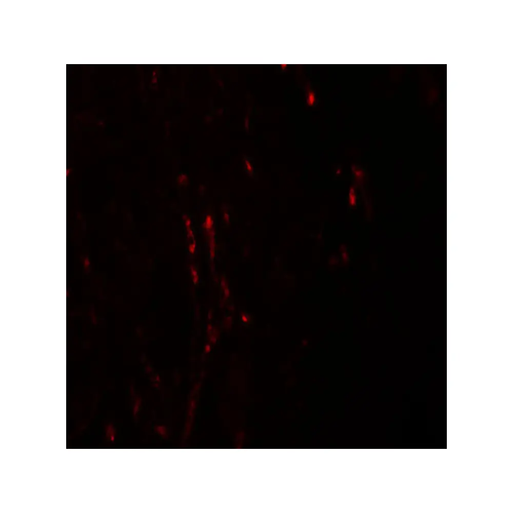 ProSci 6111_S CXXC5 Antibody, ProSci, 0.02 mg/Unit Tertiary Image