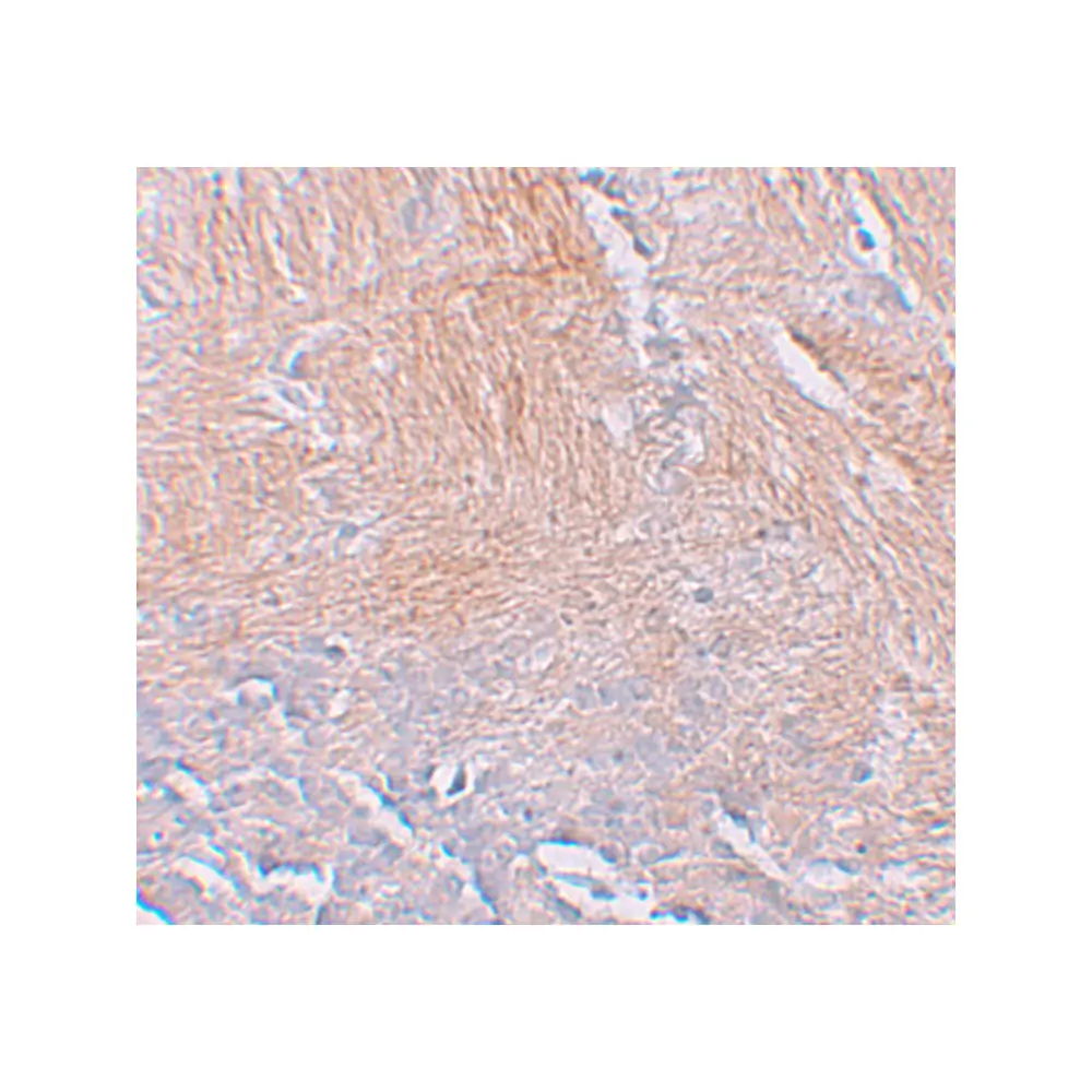 ProSci 6111_S CXXC5 Antibody, ProSci, 0.02 mg/Unit Secondary Image
